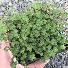 Image result for Alchemilla microbetula