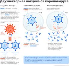 Для подтверждения ее безопасности и проверки эффективности требуются дальнейшие. Pervye Vakciny Ot Covid 19 Sravnenie Rossijskoj Sputnik V I Bnt162b2 Ot Pfizer Habr