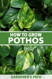 You need to isolate the plant, remove all afflicted. How To Grow And Care For Pothos Houseplants Gardener S Path