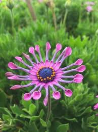 Perennials can be propagated by cuttings taken in spring or summer. Cape Daisy African Daisy Osteospermum Ecklonis Hybrid This Is Likely A Cultivar Of O Ecklonis They Like Sunny Well Beautiful Flowers Flowers Perennials