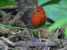 Black And White Spotted Bird White Spotted Flufftail Sarothrura Pulchra By Nik Borrow Uganda White Spot The Borrowers Bird