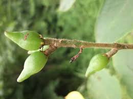 Image result for Commiphora