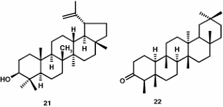 Image result for Cleistanthus schlechteri