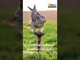 قصيدة في وصف الطير الحر youtube