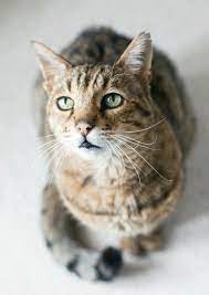 Pin On Cat Lover