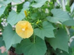Image result for Ipomoea hederifolia