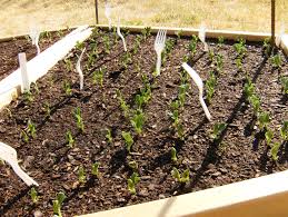 Check spelling or type a new query. How To Keep Cats Out Of The Vegetable Garden Veggie Gardener Forum