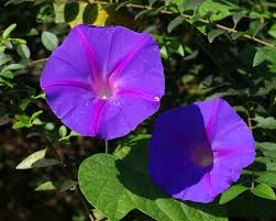 Image result for Rhynchosia elegans