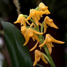 Image result for Polystachya spatella