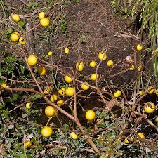 Image result for Solanum viarum