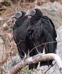Black Birds You Can Have As Pets American Black Vultures Coragyps Atratus Along The Potomac River Near Great Falls Virginia Maryland Border Us Beautiful Birds Pet Birds Animals Beautiful
