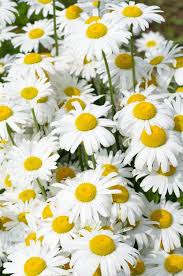 Long blooming, especially if kept deadheaded. Shasta Daisy Leucanthemum Superbum Snow Lady From Growing Colors