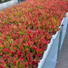Image result for Crassula capitella