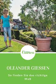 Ein Oleander Im Kubel Ist Nichts Fur Giessmuffel Anders Als Die Meisten Mediterranen Kubelpflanzen Braucht Der Blu Kubelpflanzen Pflegeleichter Garten Pflanzen