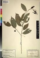 Image result for Afrostyrax