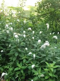 Image result for Dasylepis eggelingii