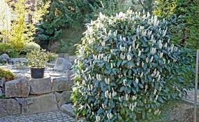 Ich sage euch alles zum richtigen zeitpunkt, wann der dünger wie und wie oft gedüngt wird. Kirschlorbeer Dungen So Geht S Richtig Mein Schoner Garten