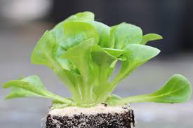 Ich hab nämlich nächste woche geburtstag und bekomme hallo lilli! Feldsalat Anbau Aussaat Pflege Und Ernte Gartenlexikon De