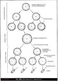 Useful Notes On Gametogenesis Spermatogenesis And Oogenesis