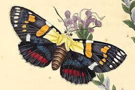 Image result for Agarista