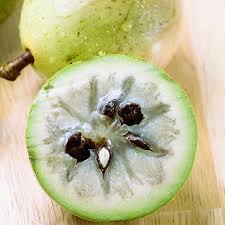 Image result for Chrysophyllum