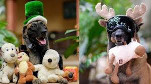 17 mimpi anjing yang menandakan kebaikan dan keburukan. Bukan Seram Ini 6 Fakta Anjing Pembunuh Sparta Ternyata Manja Dan Menggemaskan Halaman 2 Warta Kota