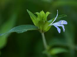 Image result for Megalochlamys