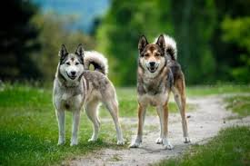 Image result for západosibiřská lajka