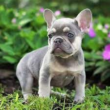 Available french bulldog puppies for sale in pa serving pa, md, ny, nj, de, ri, va, wv, ct and washington dc for more than 40 years! Frenchies For Sale Near Me Cheap French Bulldog Puppies Under 500