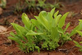 Image result for Pygmaeothamnus zeyheri