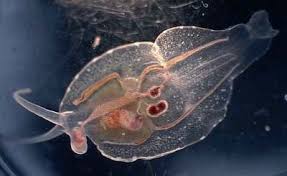 Image result for Phyllorachis