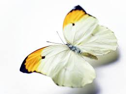 Yellow Butterfly On White Background Close Up By Jeffrey Hamilton Yellow Butterfly White Background Background