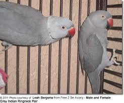 Asiatic African Parakeets Ringneck Or Long Tailed Parakeet Parakeet Pet Birds Parrot