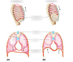 Check spelling or type a new query. Rib Cage And Diaphragm Positions During Breathing Diagram Quizlet