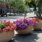 Downtown Planting Day