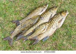 Malaysia also imports marine fish fry and fingerlings as well as fishmeal. Malaysian Fresh Water Fish Called Malaysian Mahseer Or Kelah Or Pelian This Fish Is Famous For Game Fishing In Nature River B Freshwater Fish Fresh Water Fish