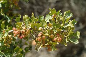 Image result for Searsia rogersii