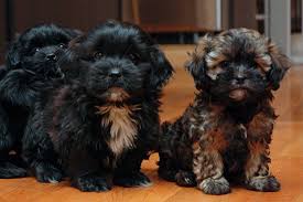 Shih Tzu Dog Black And Brown Shih Poo Puppies For Sale Shih Poo Puppies Shih Poo Puppies