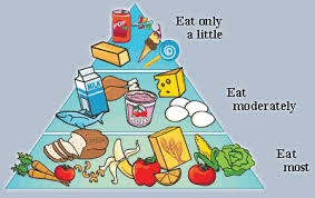 Image result for food pyramid
