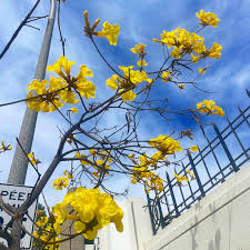 Image result for Handroanthus chrysotrichus