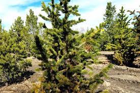 Trees Guaranteed To Grow In Northern Utah | Trees We Sell | Pine Trees