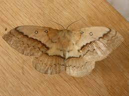 Image result for Anthonotha