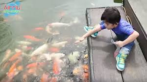 22 gambar mewarnai bebek untuk anak 2019 marimewarnai com gambar mewarnai bebek terkadang memang sangat susah sekali jika menyuruh anak anak untuk belajar baik itu di sekolahan. Kasih Makan Ikan Dan Naik Perahu Bebek Bebekan Youtube