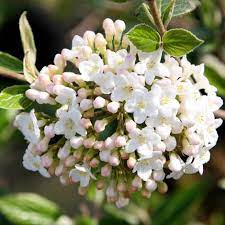 Walmart.com has been visited by 1m+ users in the past month Buy Burkwood Viburnum Viburnum Burkwoodii 21 99 Delivery By Crocus