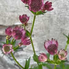 Image result for Astrantia major `Roma`