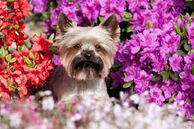 Check spelling or type a new query. The 7 Most Toxic Summer Plants For Pet Owners The Dogs