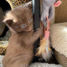 Soft, pettable coats—there's no denying it, fluffy kittens are the epitome of cuddly pets. Cat Has Four Kittens With Rare Brown Coat And Kind Family To Help Them Thrive Love Meow