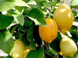 Comment Tailler Un Citronnier Et D Autres Agrumes