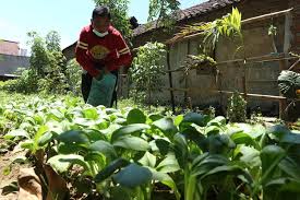 Beberapa sayuran yang bisa tumbuh dengan sistem hidroponik ini adalah paprika, timun, tomat, dan berbagai sayuran hijau. Tanah Berhantu Kini Jadi Kebun Sayur Utusan Digital