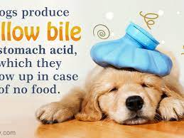 We've tried a 3 different brands, all high quality foods. Dog Throwing Up Yellow Bile Dogappy